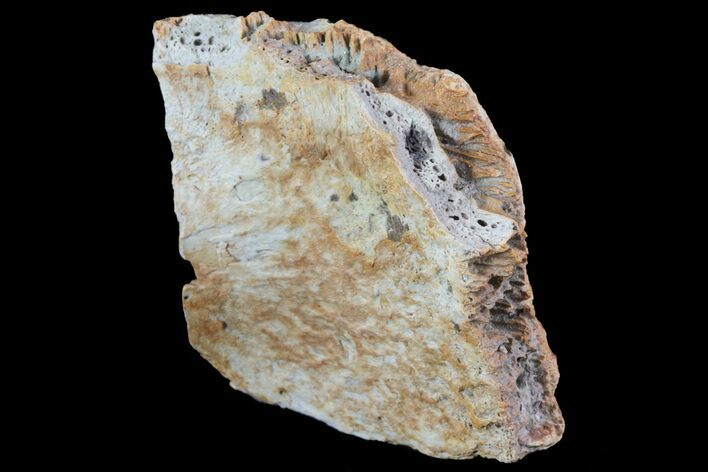 Fossil Turtle Shell Section - Montana #71191